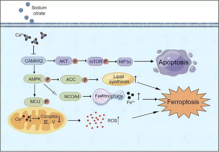 Figure 5. A schematic of the network in which sodium citrate induces apoptosis and ferroptosis in ovarian cancer cells